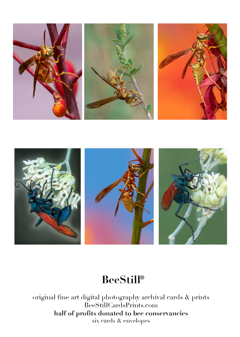 set of six archival cards: Paper Wasps, Tarantula Hawk Wasps s-11