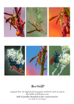 set of six archival cards: Paper Wasps, Tarantula Hawk Wasps s-11