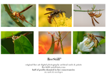 set of six archival cards: Golden Paper wasps, Scoliid wasp s-12