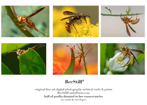set of six archival cards: Golden Paper wasps, Scoliid wasp s-12