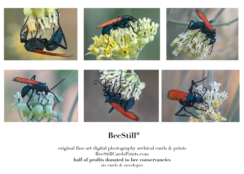 set of 6 archival cards: Tarantula Hawks, Desert Milkweed S-14