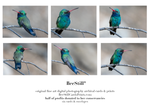 set of 6 archival cards: Broad-billed Hummingbirds, Mesquite s-16