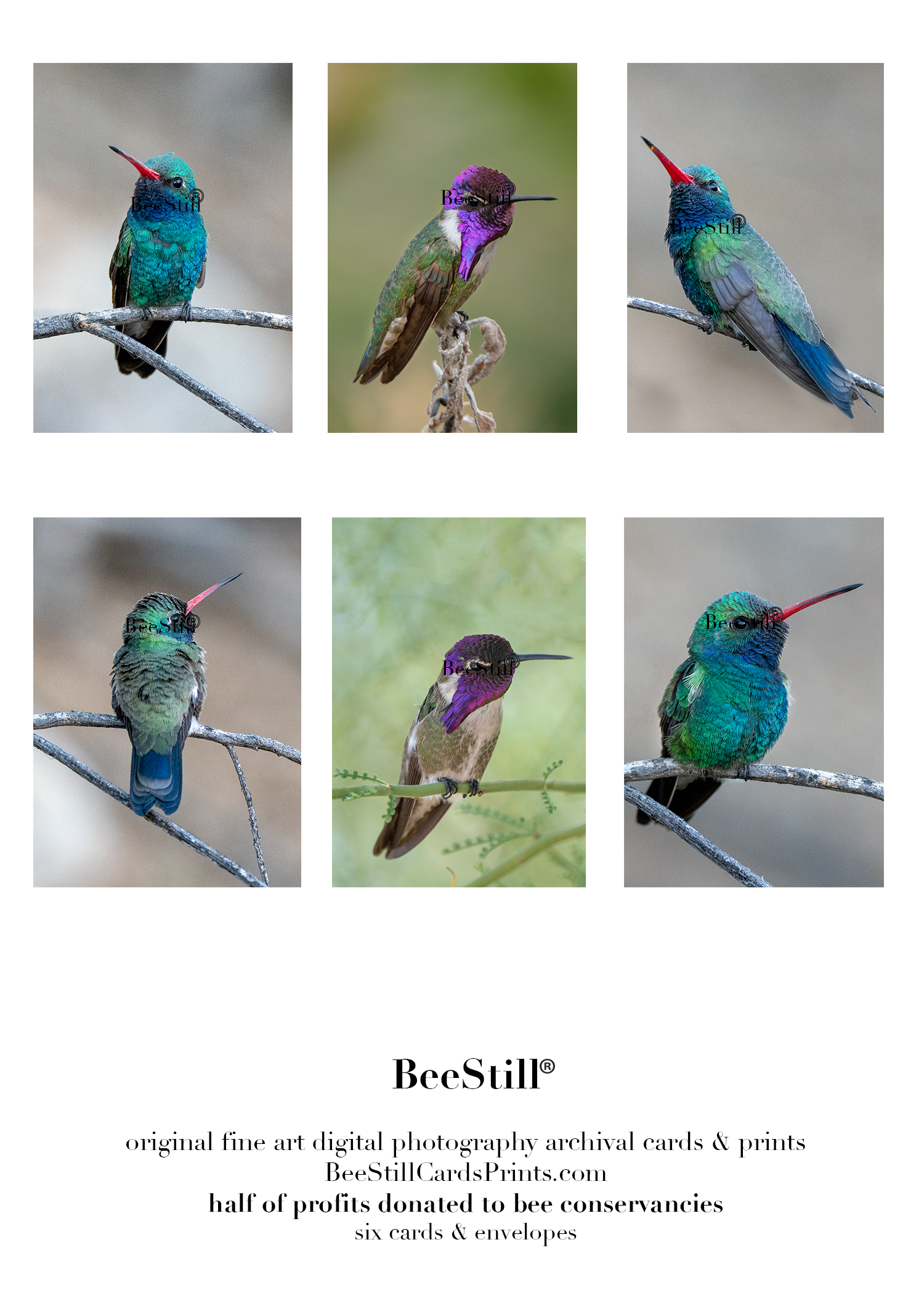 Broad-billed & Costas Hummingbirds s-17