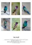 Broad-billed & Costas Hummingbirds s-17