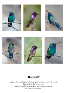 Broad-billed & Costas Hummingbirds s-17