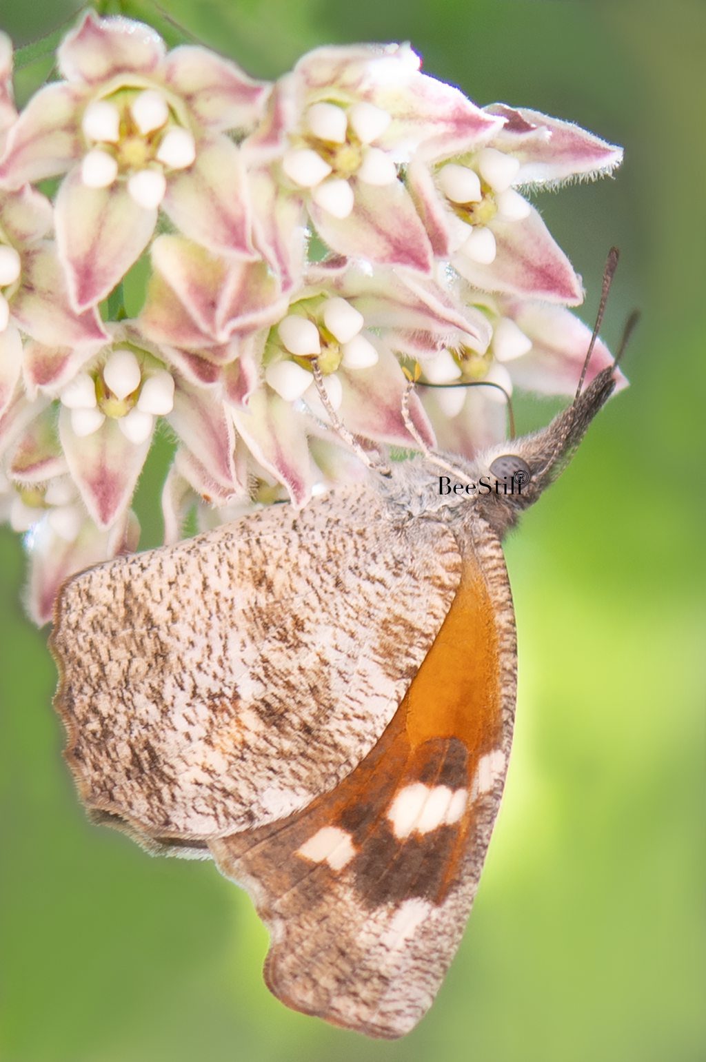 Queen, Arizona Milkweed SP-B