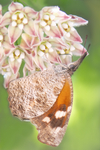 Queen, Arizona Milkweed SP-B