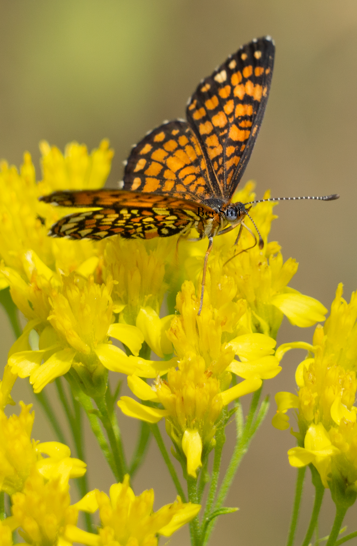 Arizona Checkerspot, Thimblehead SP-B-01