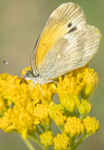 Dainty Sulphur, Thimblehead SP-B