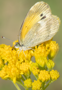Dainty Sulphur, Thimblehead SP-B
