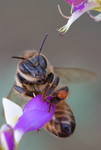 Honey Bee, Black Dalea SP-HB