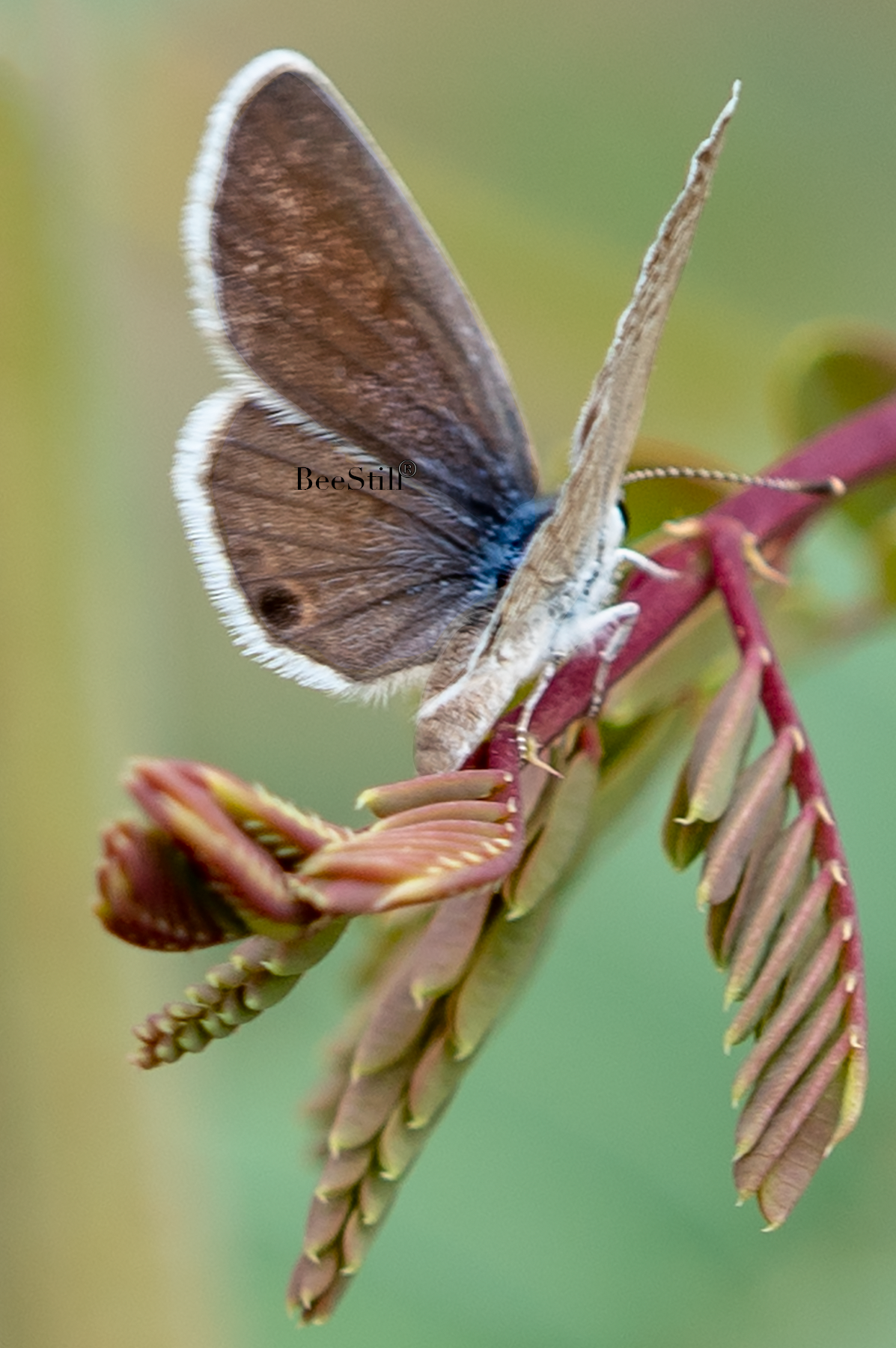 Ceraunus Blue, Red Bird of Paradise SP-B