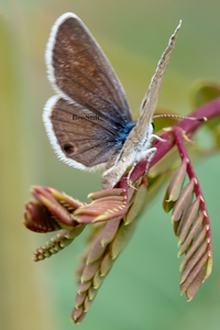 Ceraunus Blue, Red Bird of Paradise SP-B