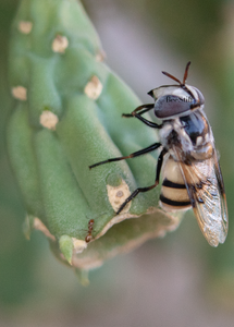Flower Fly & Ant, Cholla Cactus SP-F-02