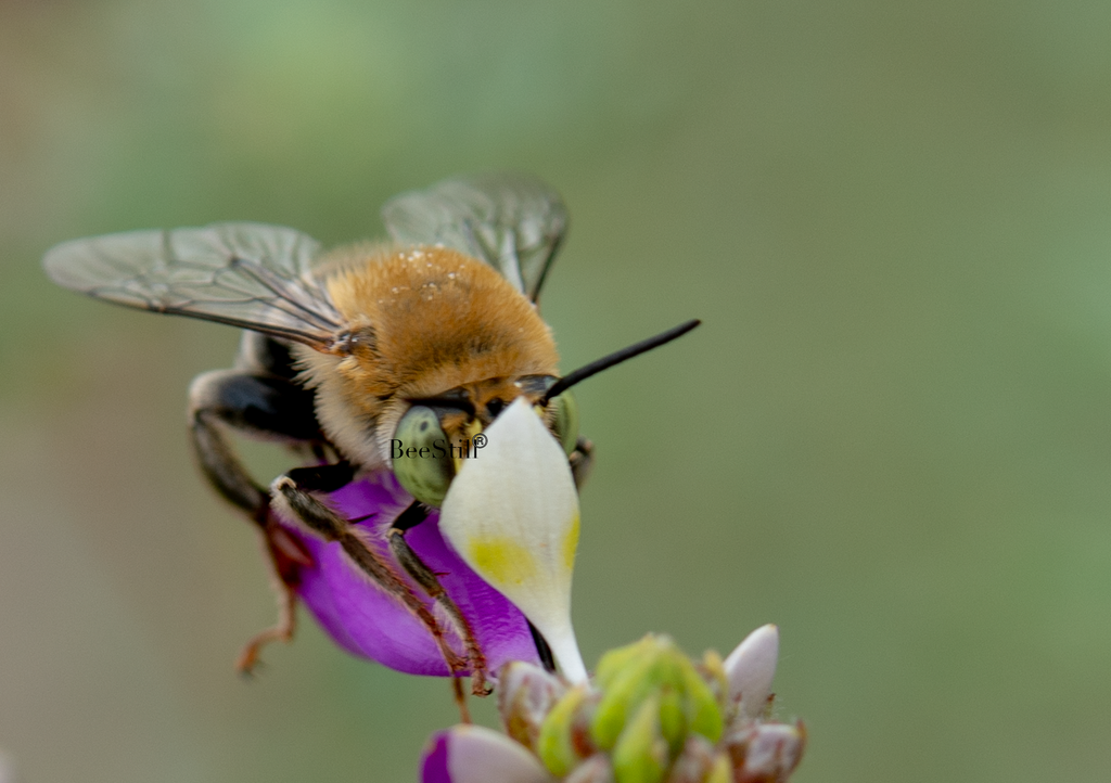 Digger Bee, Black Dalea SP-HB