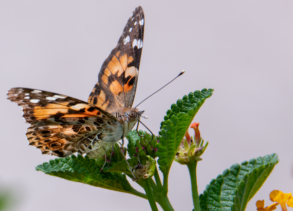 Painted Lady, Lantana SP-B