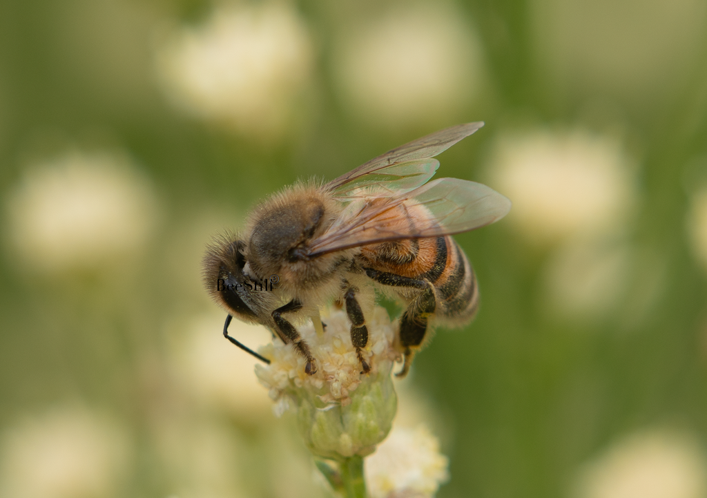 Honey Bee, Desert Broom SP-HB