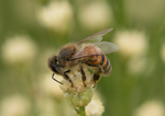 Honey Bee, Desert Broom SP-HB
