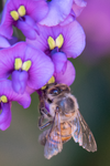 Honey Bee (Apis mellifera), Purple Lilac Vine SP-HB