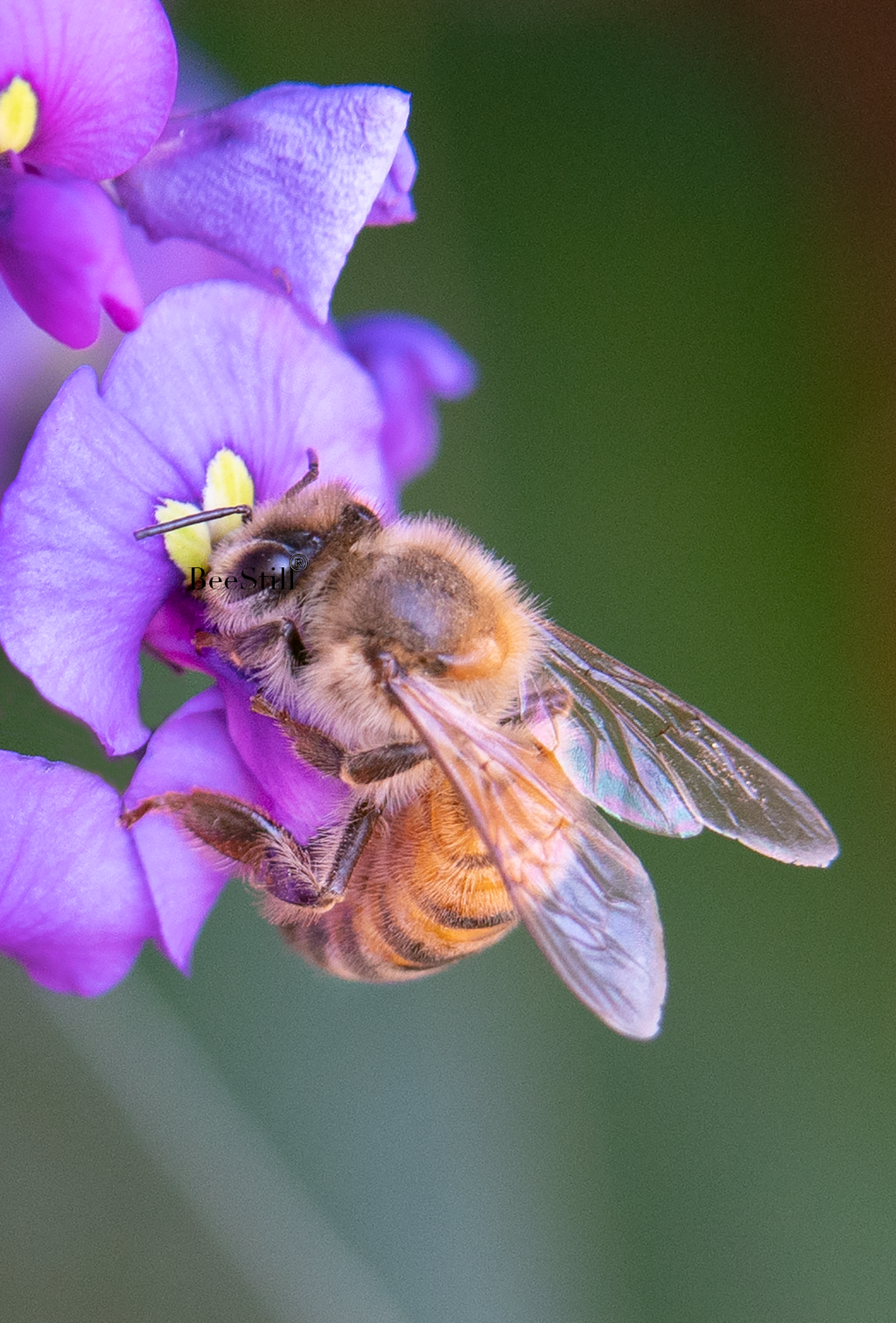 Honey Bee (Apis mellifera), Purple Lilac Vine SP-HB