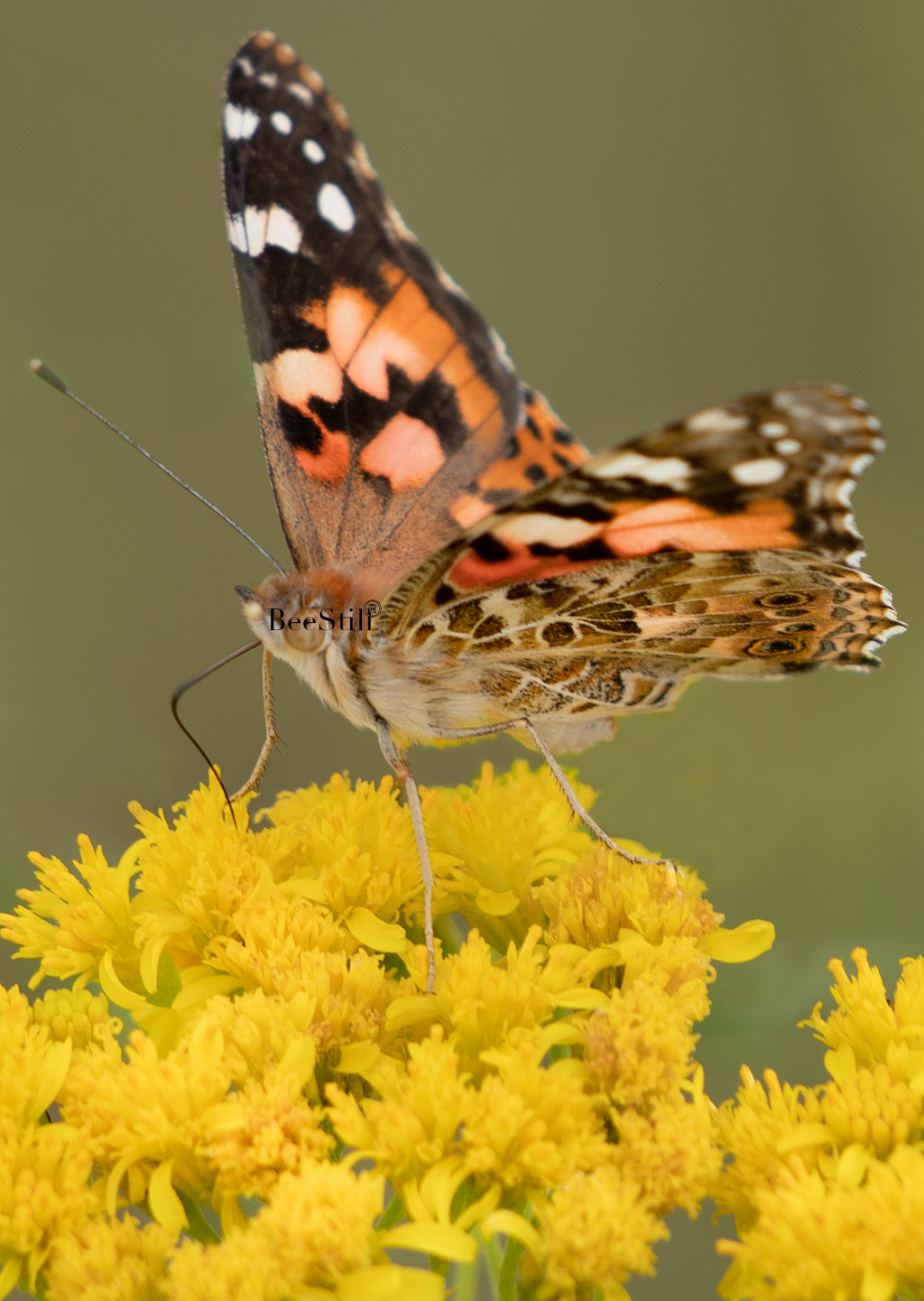 Painted Lady, Thimblehead SP-B