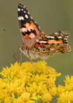 Painted Lady, Thimblehead SP-B