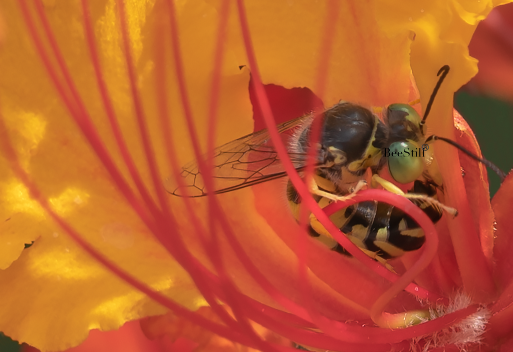 Sand Wasp, Bembix, Red Bird of Paradise SP-W