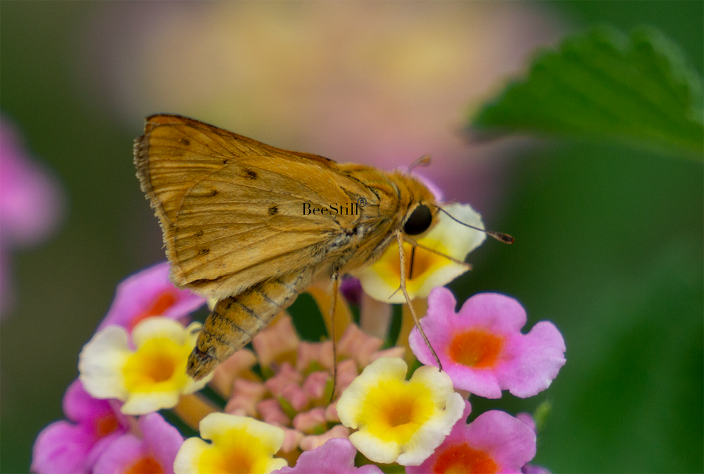 Skipper, Lantana SP-B-02
