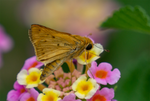 Skipper, Lantana SP-B-02