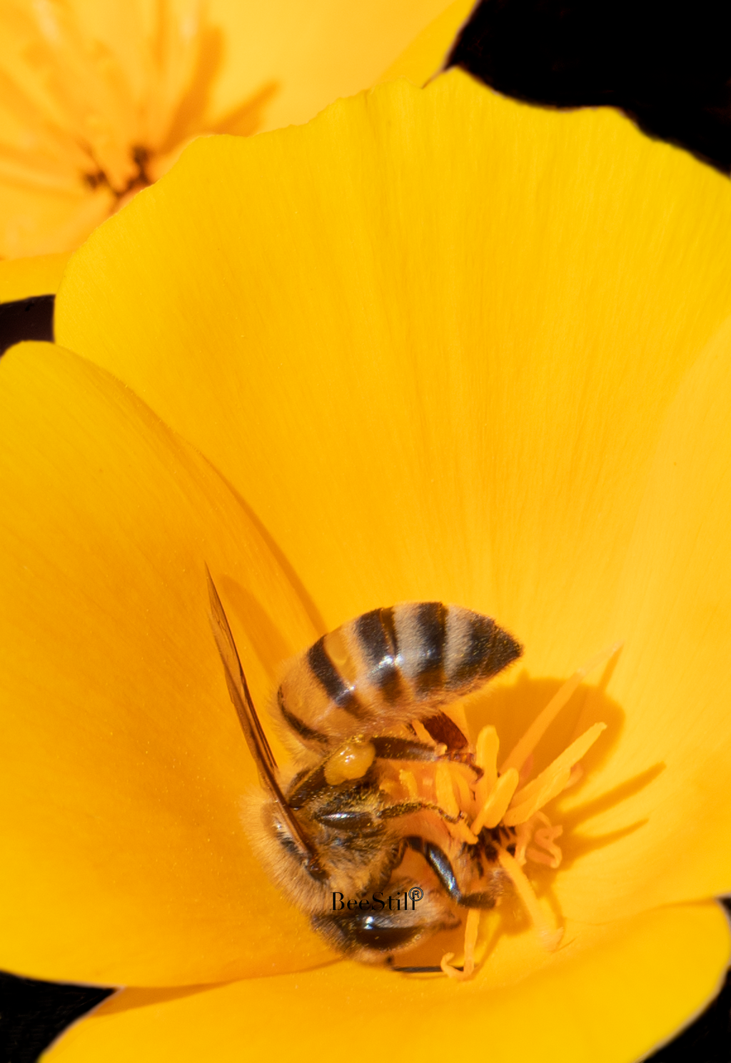 Honey Bee, Mexican Gold Poppy SP-HB-