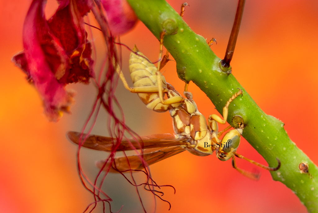 Golden Paper Wasp, male Polistes aurifer, Red Bird of Paradise SP-W
