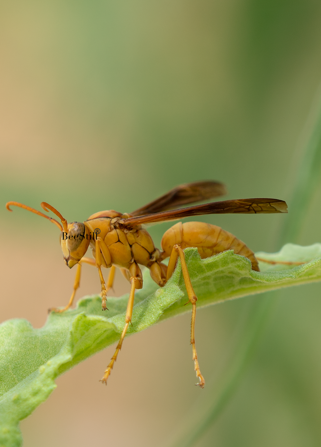 Golden Paper Wasp (male Polistes flavus), Canyon Ragweed SP-W