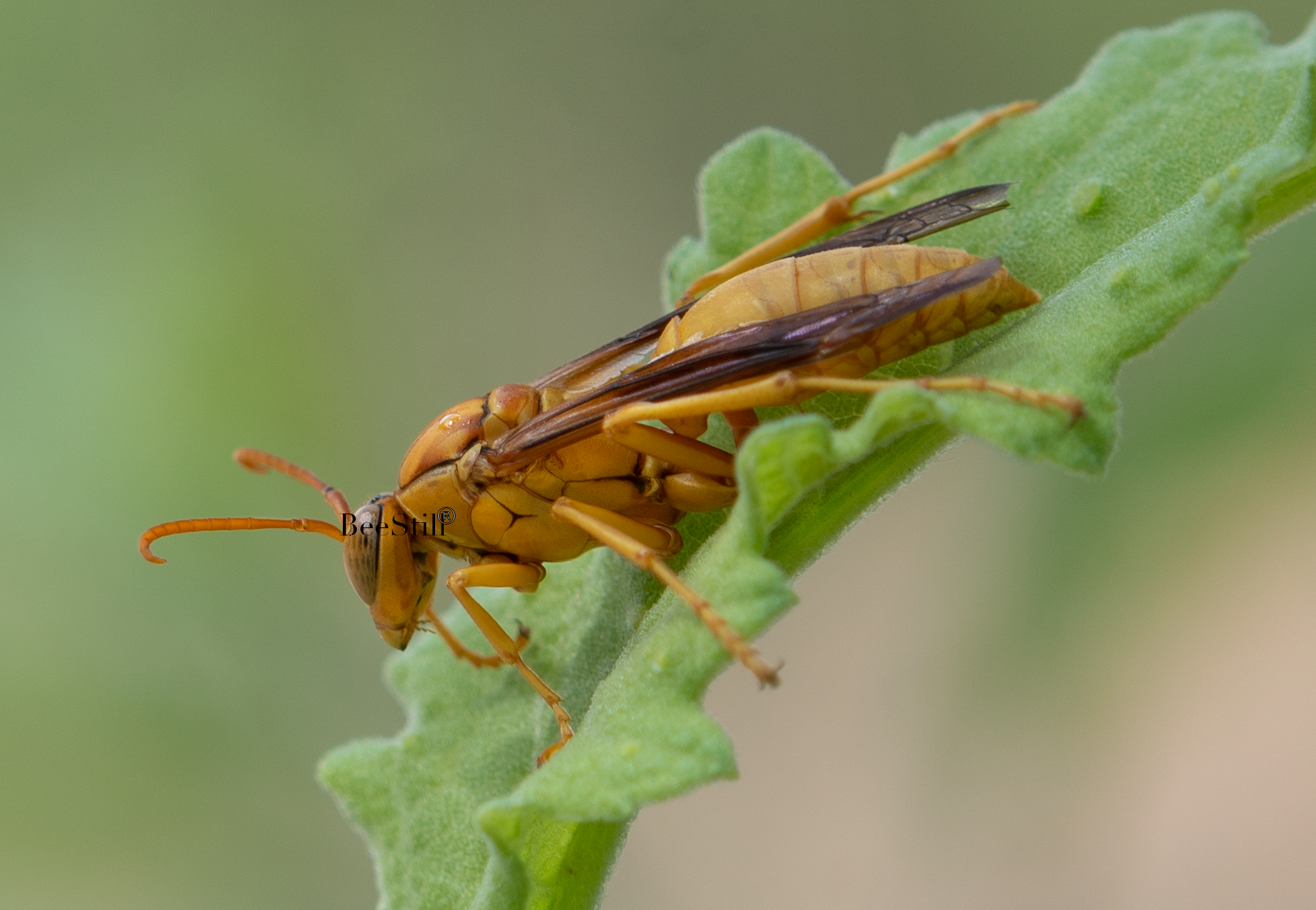 Golden Paper Wasp (male Polistes flavus), Canyon Ragweed SP-W