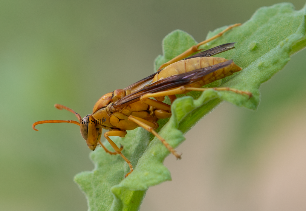 Golden Paper Wasp (male Polistes flavus), Canyon Ragweed SP-W