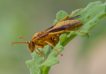 Golden Paper Wasp (male Polistes flavus), Canyon Ragweed SP-W