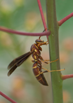 Polistes arizonensis, Red Bird of Paradise SP-W