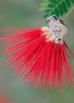 Ceraunus Blue, Fairy Duster SP-B