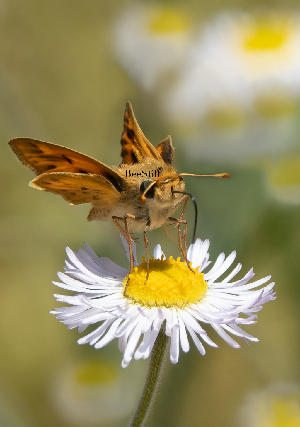 Skipper, Alkali Marsh Aster SP-B