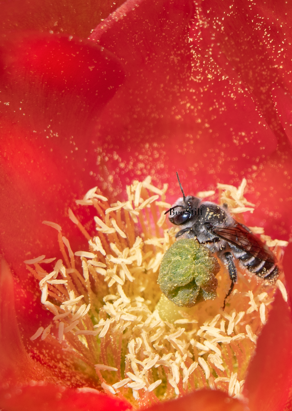 Cactus Woodborer Bee, Prickly Pear SP-NB-