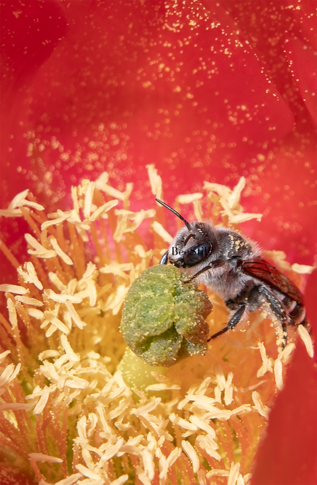 Cactus Woodborer Bee, Prickly Pear SP-NB-