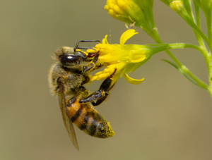 Honey Bee, Thimblehead SP-HB-