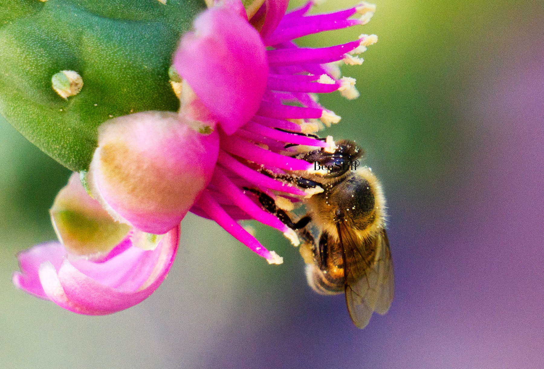 Honey Bee, Cholla SP-HB-