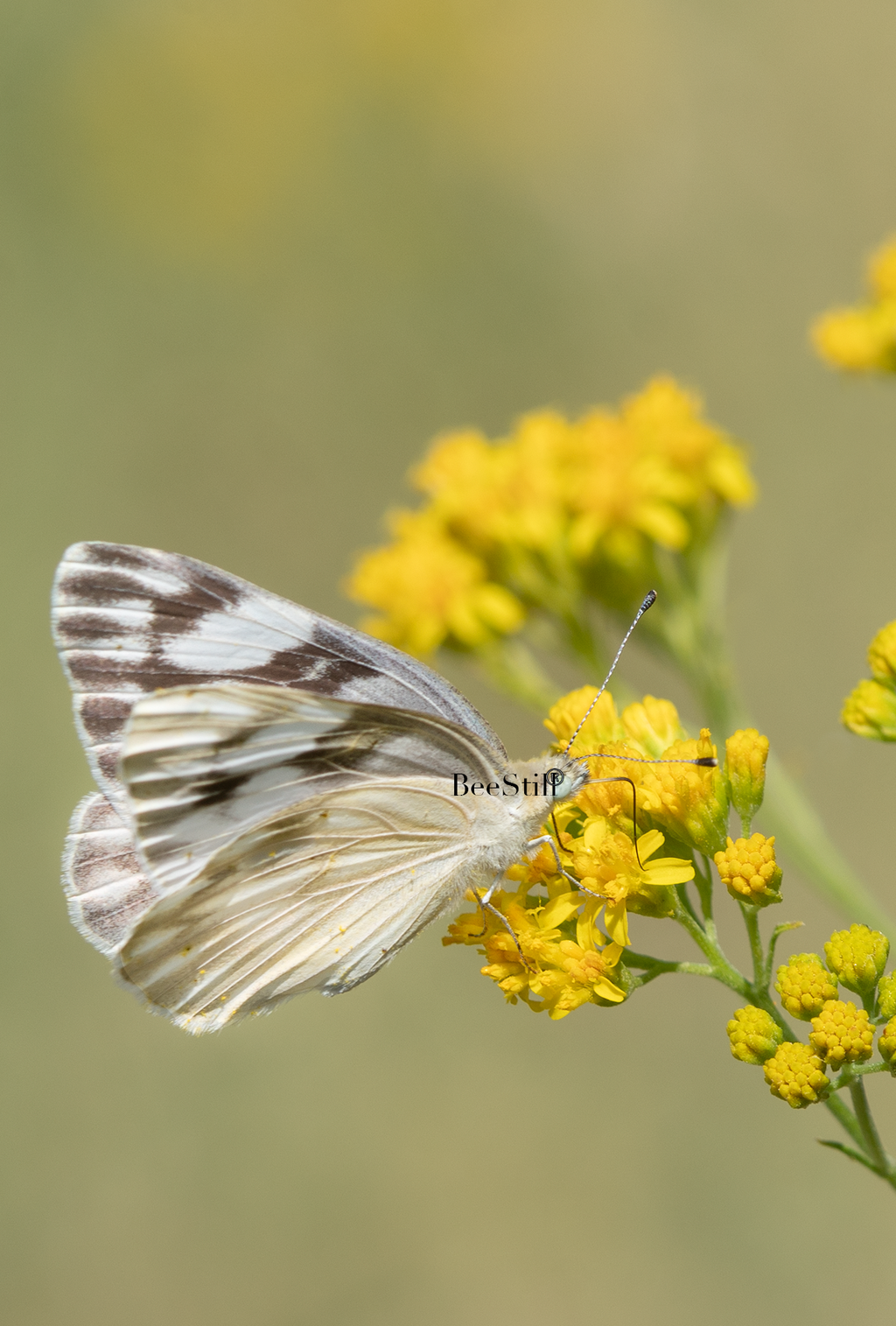 Checkered White, Thimblehead SP-B