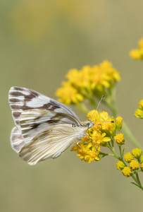 Checkered White, Thimblehead SP-B