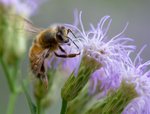 Honey Bee, Blue Mistflower SP-HB-