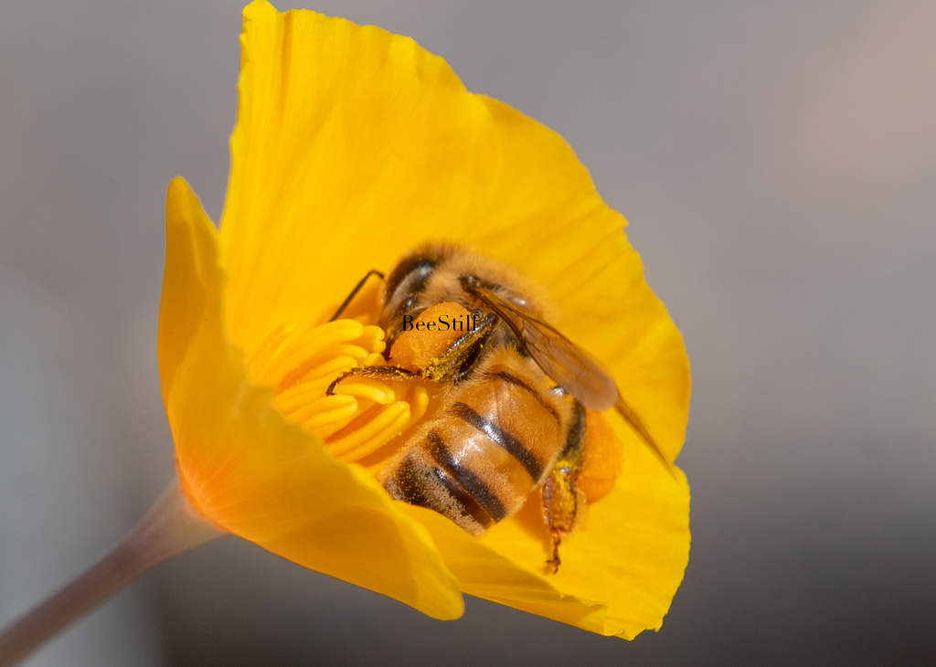 Honey Bee, Mexican Gold Poppy SP-HB-