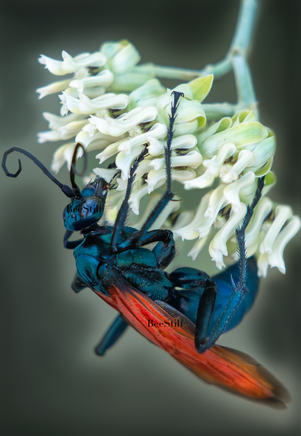 Tarantula Hawk Wasp, Pepsis, Desert Milkweed SP-W-02