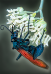 Tarantula Hawk Wasp, Pepsis, Desert Milkweed SP-W-02