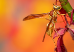 Golden Paper Wasp (male Polistes aurifer), Red Bird of Paradise SP-W