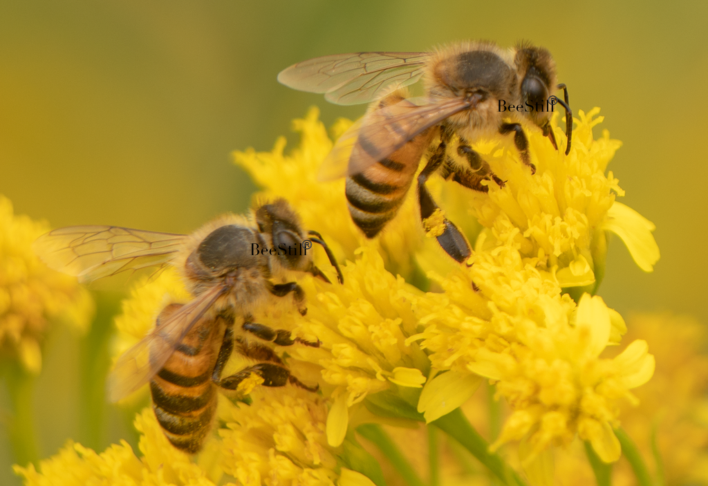 Honey Bees (Apis mellifera), Thimblehead SP-HB
